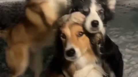 Funny cute dogs