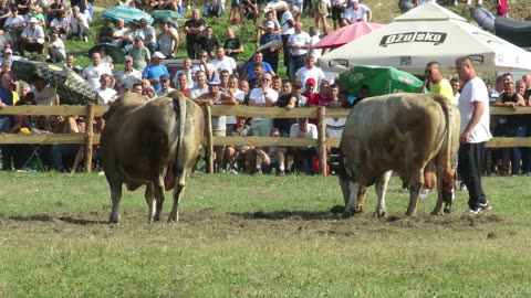 Zlatonja od Blaževića vs Kukan od Gadžuna Kruščica 2024