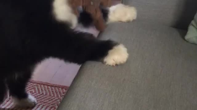 Dog with white fur on head and black fur on body struggles to get on couch