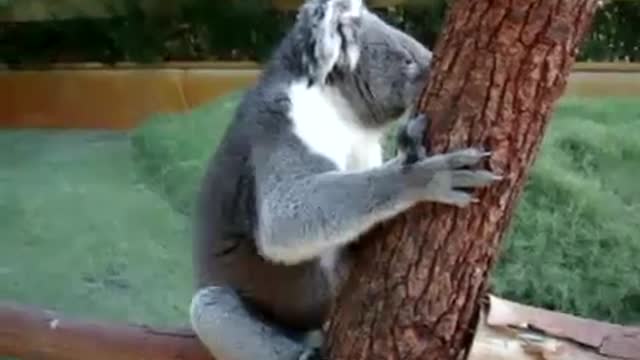 Koala