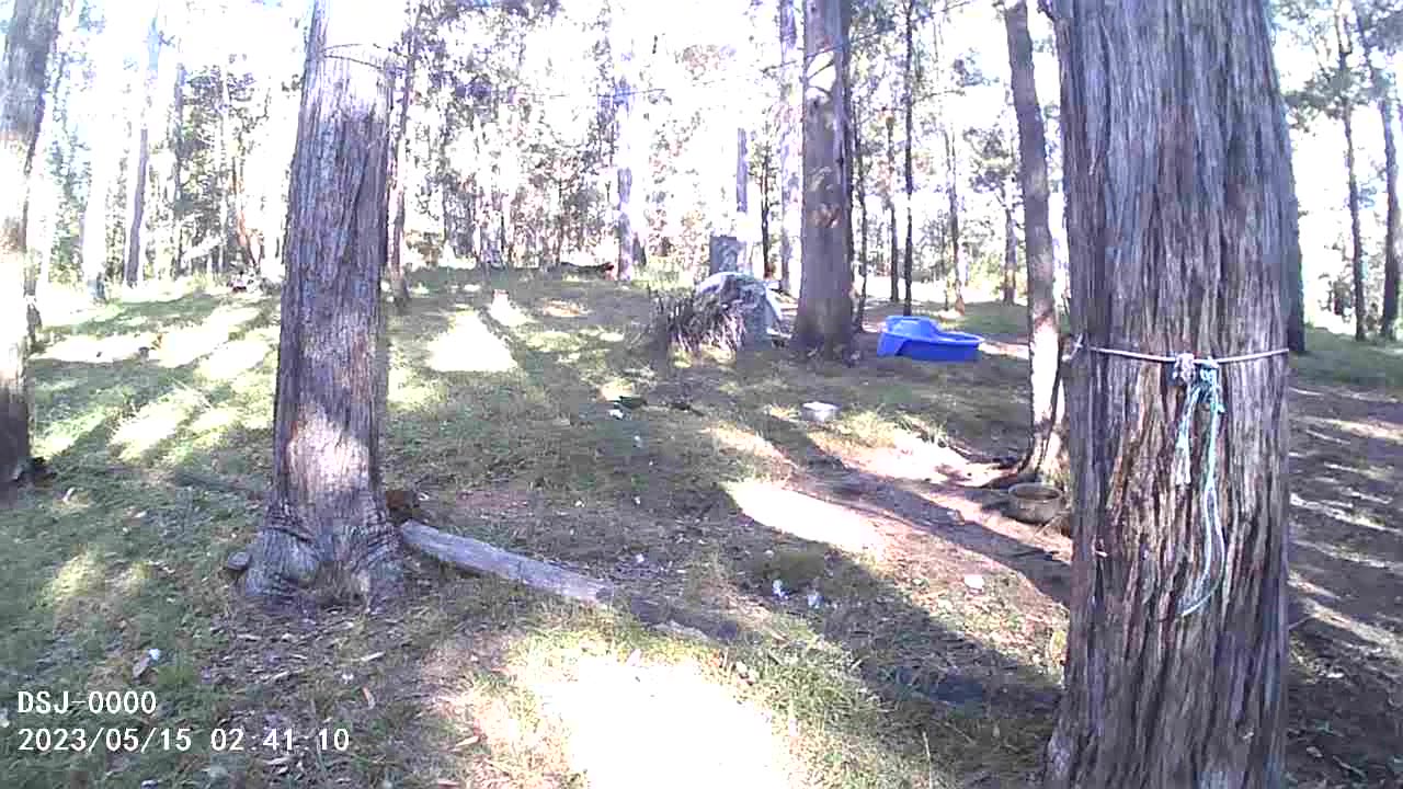 Three Free Parrots Eat Seed in the Grass