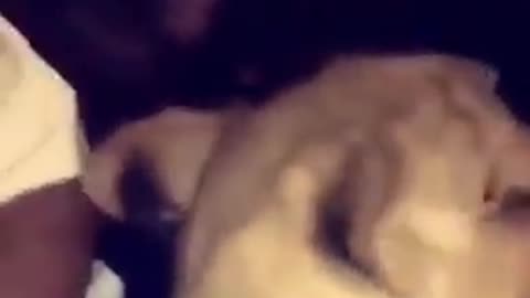 JUST WATCH!!! MONKEY MASSAGING A LION!!!