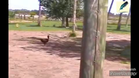 chickens Chasing kids and adults