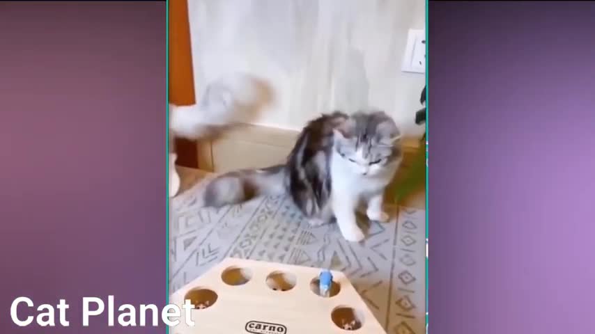 Funny Cats Video Compilation of all time