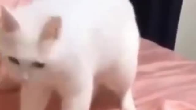 Cat dance Have you ever seen such a funny video?