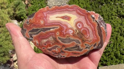 Montana Dryhead Agate polished half