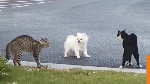 Furry Frenemies: Dog's Friendship Attempt Foiled by Feisty Felines!