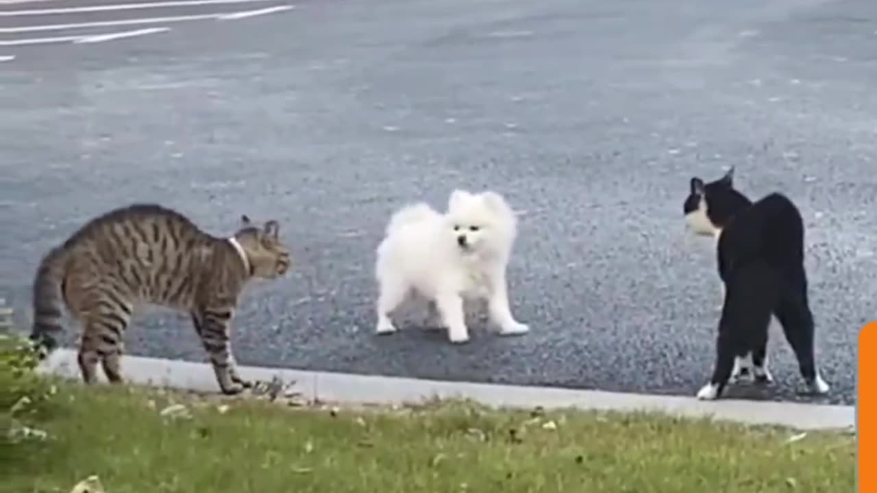 Furry Frenemies: Dog's Friendship Attempt Foiled by Feisty Felines!