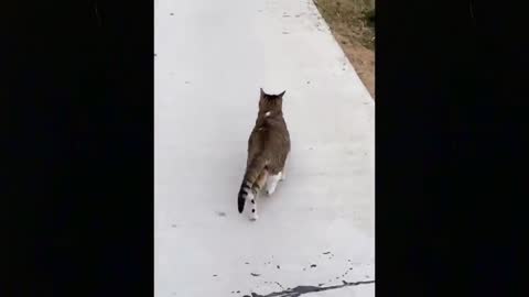 OMG So Cute Cats ♥ Best Funny Cat Videos 2021
