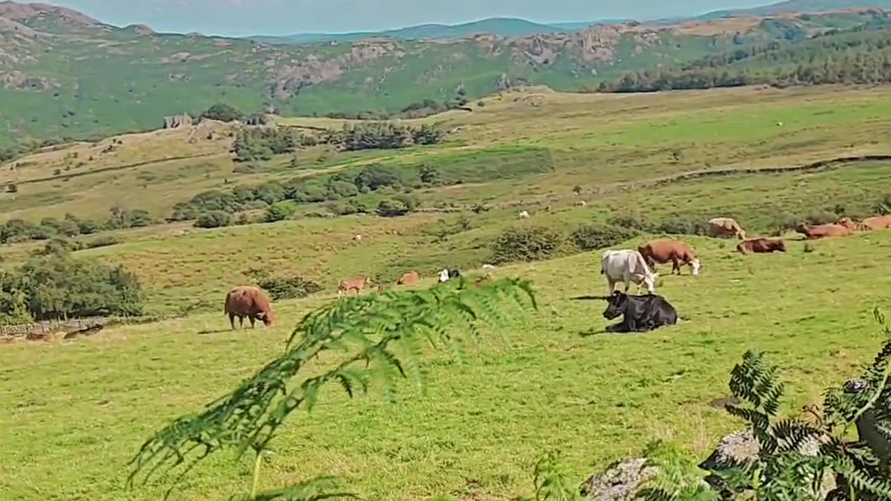 Nature lovers video | Places to visit | Lake district National Park