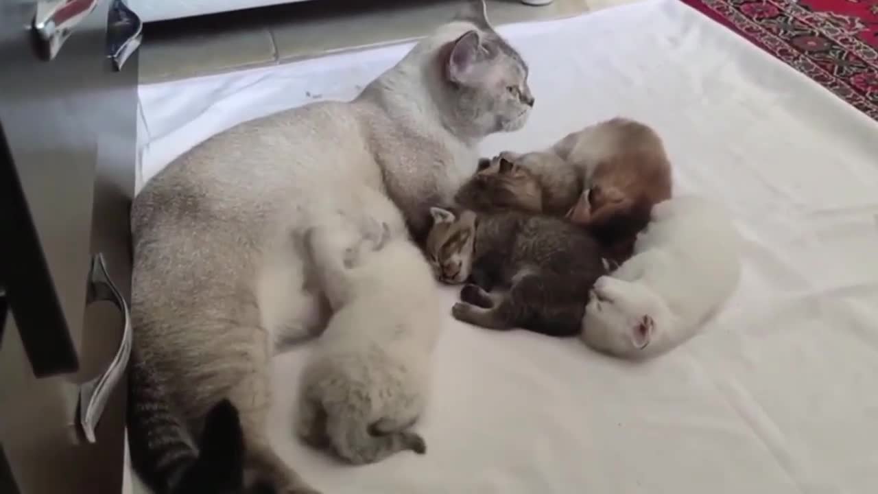 Mum Cat Feeding Cute Kittens, Nursing Mama - Funny Kittens - Funny Videos