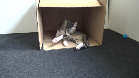 Small Cat Hides In a Box and Washes His Paws