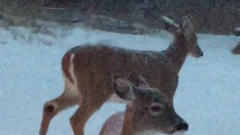 Lady ask deer who got into hay bale