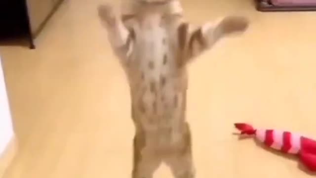 cute kitten #cutecat #nicecat #catfancy #cats #shorts #meow