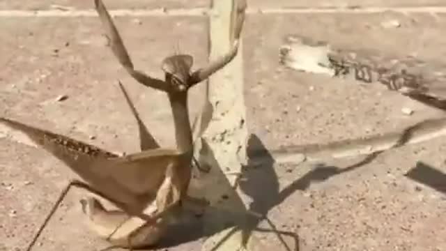 Kung fu mantis