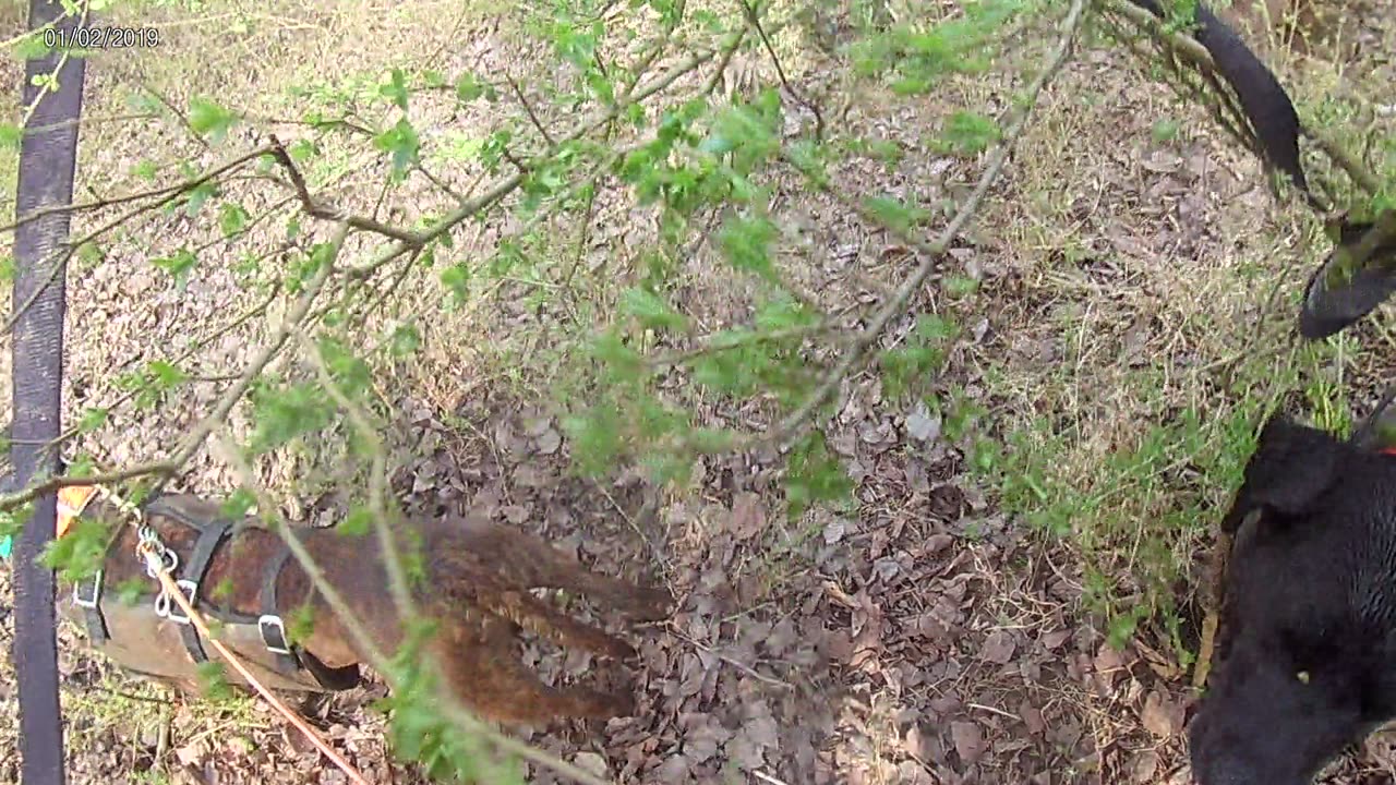 hog caught in the Creek