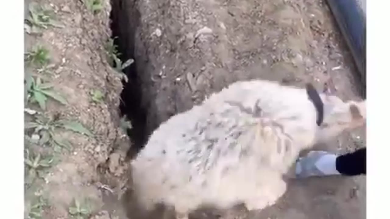 Sheep Going To Sheep