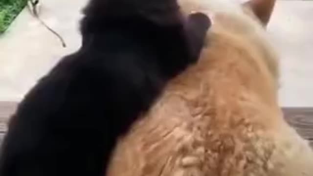 Beautiful Love Story Of A Cat And Dog!