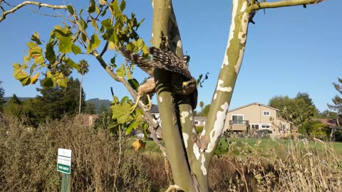 Hawk Stuck in Tree on Golf Course (Close Up Before Rescue)