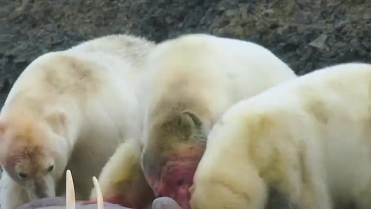 🐻‍❄️ Polar Bear Showdown Over Walrus Carcass! 🦴🔥