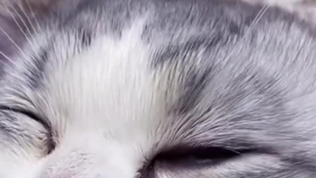 Lovely cat