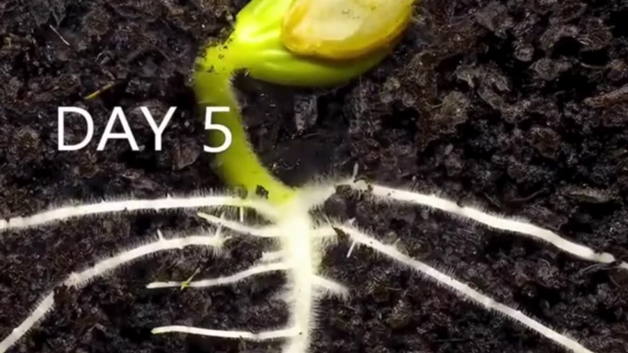 From Seed to Sprout: A 42-Day Journey! 🌱📆🌿🎥💚🌟