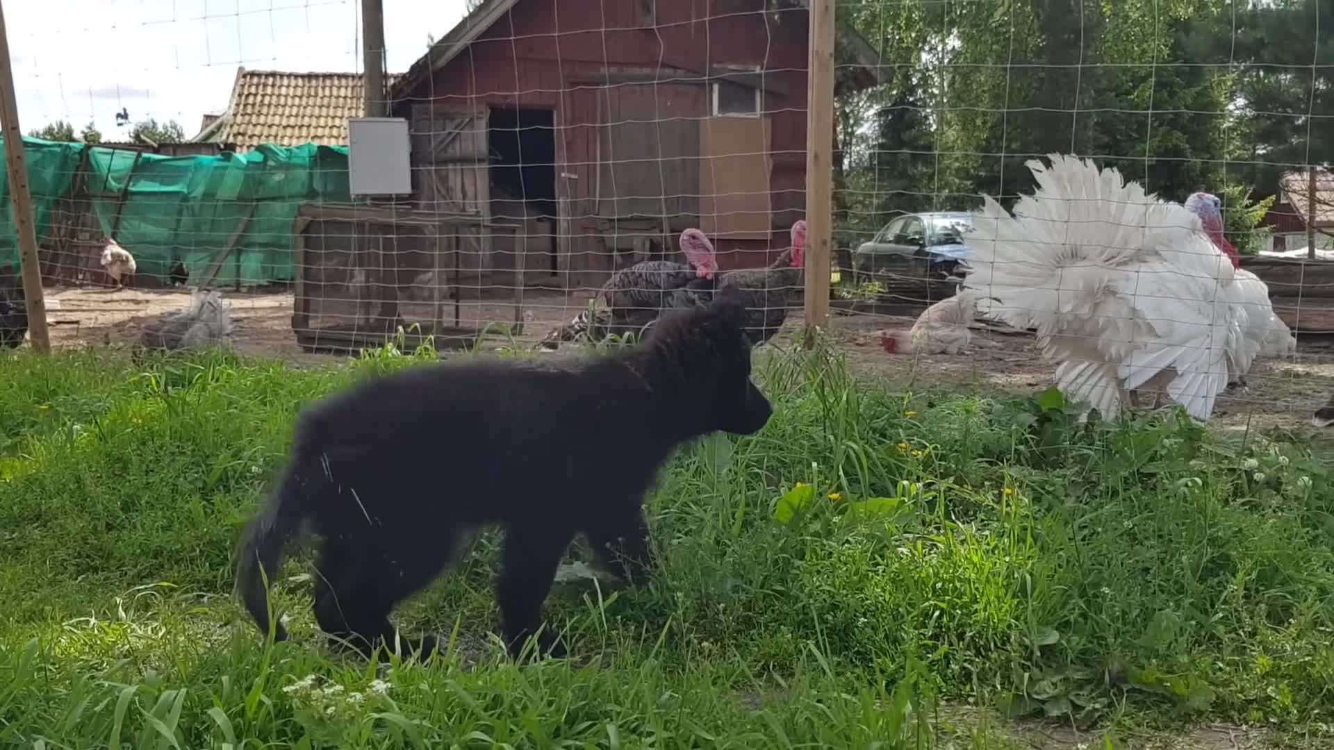 These Turkeys Cracked Us Up With Their Personalities