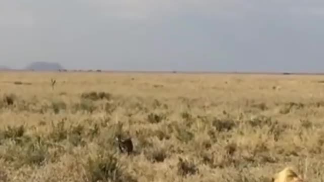 Wildebeest being attacked by two lions