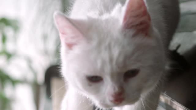 The cat is happy