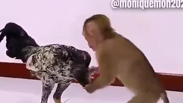 Monkey VS Chicken।। fight