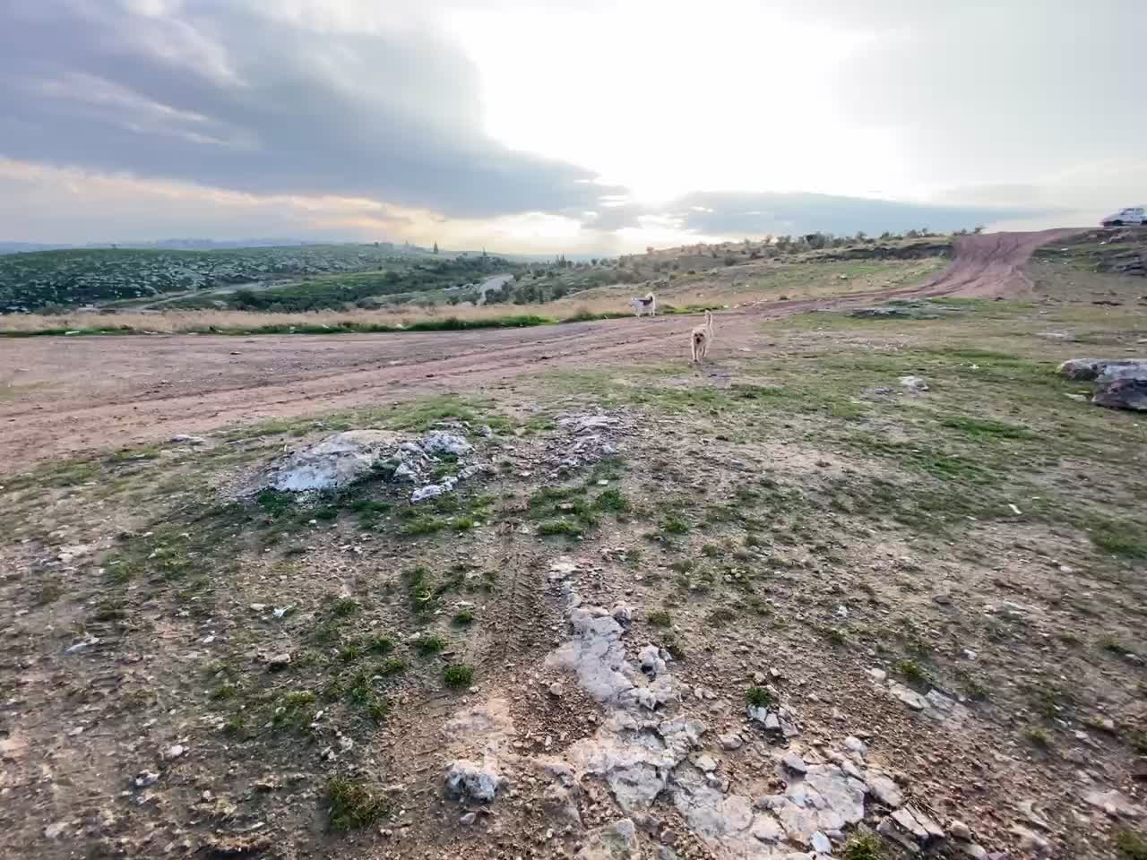 Siberian Huskies dogs play in wilderness