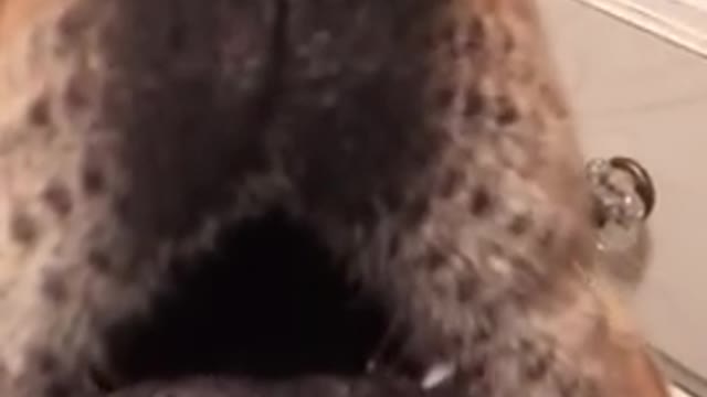 Dog sings harmonies