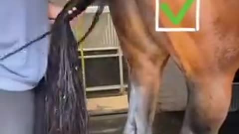 How to wash a Horse Tail