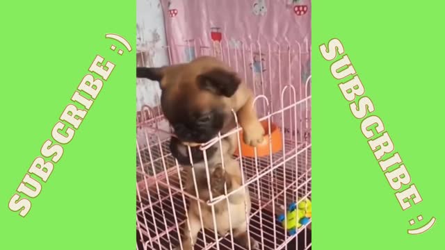 Dog tries to escape but his friend stops him