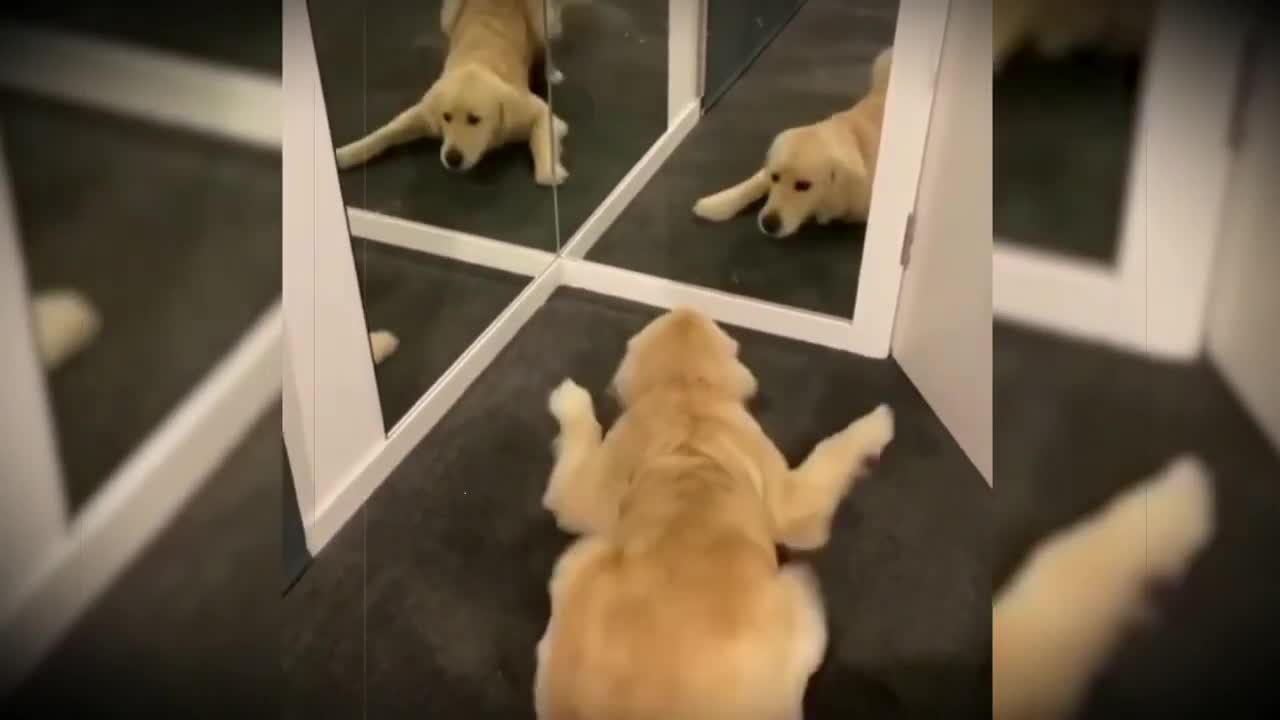 CUTE AND FUNNY DOGS REACTING THE MIRROR