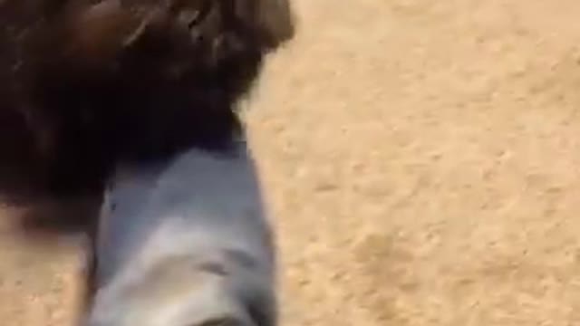 Fluffy black dog runs around owners leg sitting on carpet then jumps at camera