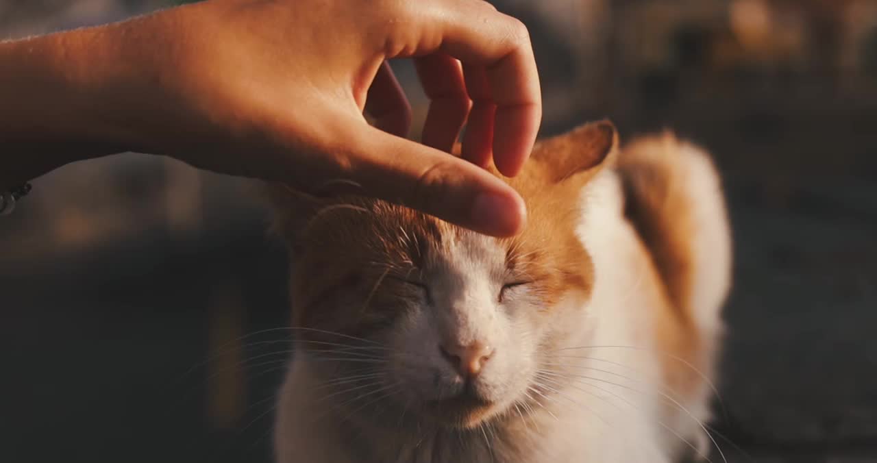 Enjoying the cat during the massage