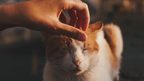 Enjoying the cat during the massage