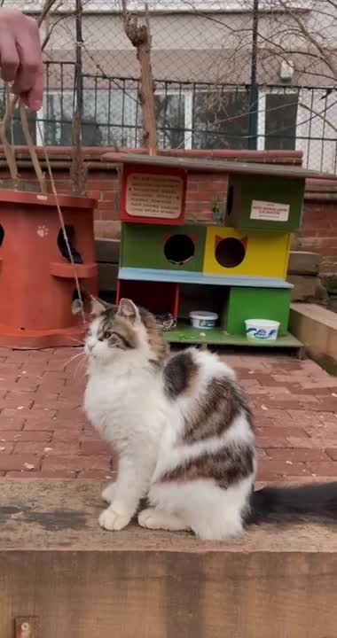 Playing With a Cute Cat#Shorts