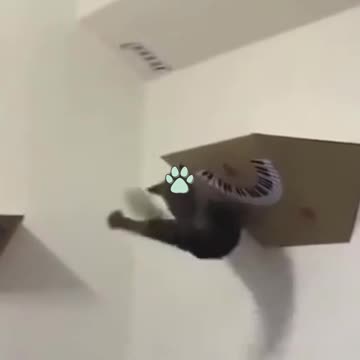 _2021 CATS AND DOGS! HILARIOUS