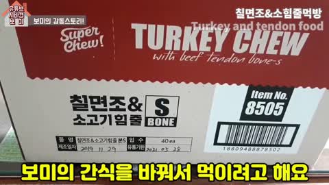 유튜브 시바견 보미 칠면조&소힘줄먹방 Youtube Shiba inu Bomi Turkey and tendon food