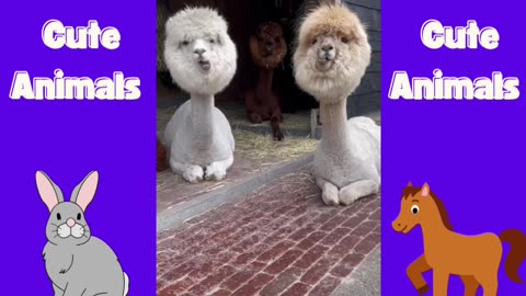 Funny Animals: Animals Doing the Funniest Things!