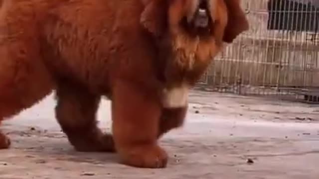 Baby Dogs 🐶 Cute and Funny Dog Videos - Puppy Dog Clips Part