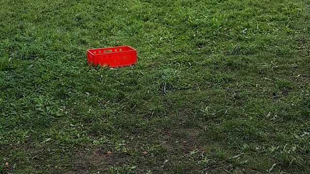 Goats Want Some Beer