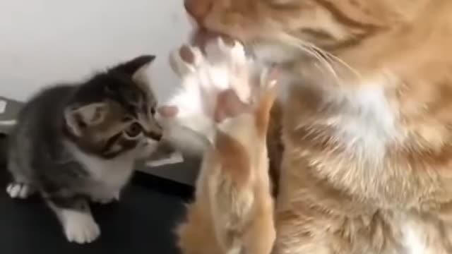 Funny cat video , animals love...