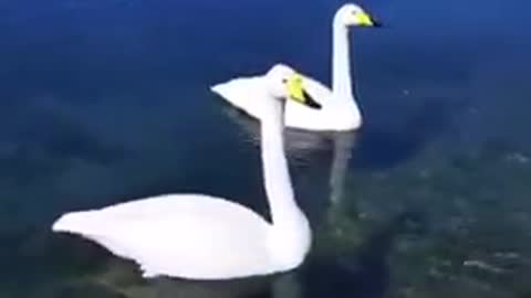 Lovely twins are moving in the pool