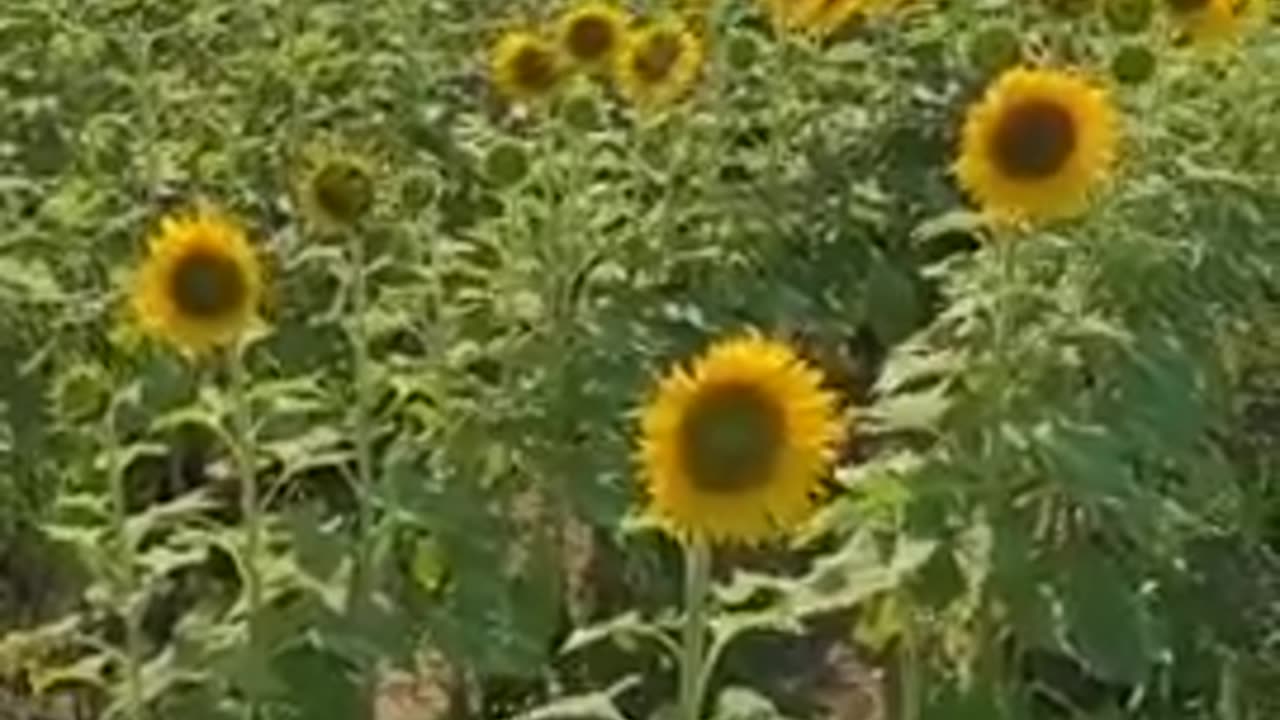 OK this is really weird. Whats wrong with the sunflowers these days?