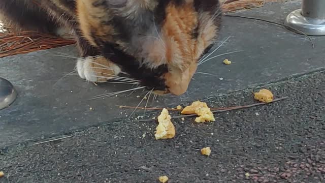 Feeding Korean street cats in the campus