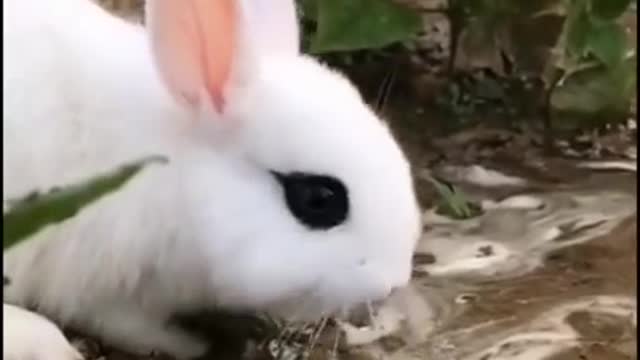 Cute Rabbit on the yard.