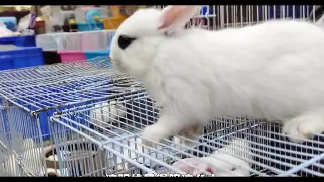 cute white rabbit